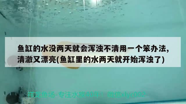 鱼缸的水没两天就会浑浊不清用一个笨办法,清澈又漂亮(鱼缸里的水两天就开始浑浊了)