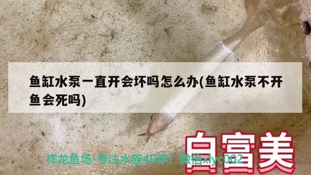 鱼缸水泵一直开会坏吗怎么办(鱼缸水泵不开鱼会死吗) 鱼缸水泵