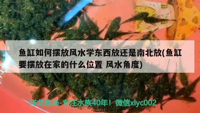 鱼缸如何摆放风水学东西放还是南北放(鱼缸要摆放在家的什么位置风水角度)