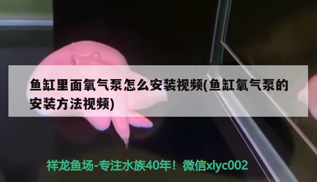 鱼缸里面氧气泵怎么安装视频(鱼缸氧气泵的安装方法视频) 胭脂孔雀龙鱼