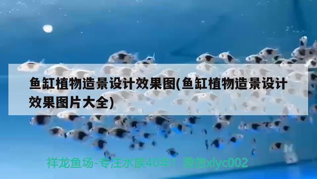 淡水鱼缸改造海水鱼缸好吗（ 成品淡水缸改海水） 狗仔（招财猫)鱼苗