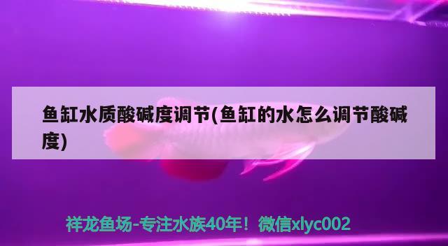 沈阳二手鱼缸低价出售网站：沈阳二手鱼缸价格及图片 养鱼的好处 第1张