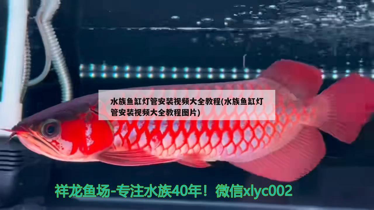 水族鱼缸灯管安装视频大全教程(水族鱼缸灯管安装视频大全教程图片) 财神鹦鹉鱼