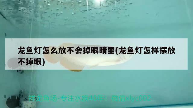 龙鱼灯怎么放不会掉眼睛里(龙鱼灯怎样摆放不掉眼) 过背金龙鱼