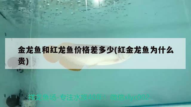 金龙鱼和红龙鱼价格差多少(红金龙鱼为什么贵) 观赏鱼鱼苗