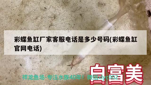 彩蝶鱼缸厂家客服电话是多少号码(彩蝶鱼缸官网电话) 超血红龙鱼