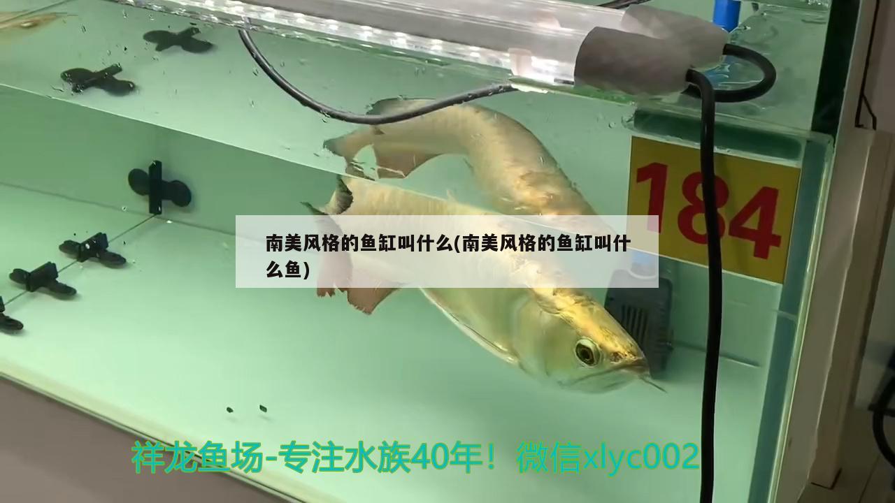 南美风格的鱼缸叫什么(南美风格的鱼缸叫什么鱼) 广州龙鱼批发市场