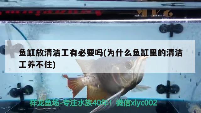 鱼缸放清洁工有必要吗(为什么鱼缸里的清洁工养不住) 图腾金龙鱼