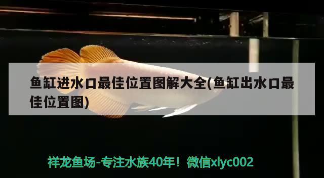 鱼缸进水口最佳位置图解大全(鱼缸出水口最佳位置图) 南美异型鱼