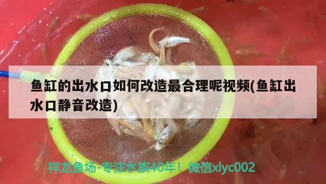 虎纹恐龙鱼最低多少度不死（虎纹恐龙鱼吃什么食物）