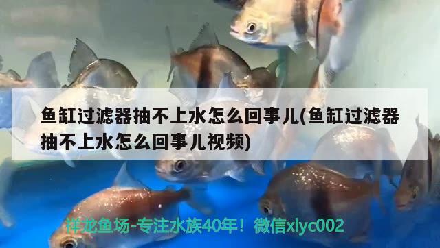 鱼缸过滤器抽不上水怎么回事儿(鱼缸过滤器抽不上水怎么回事儿视频) 暹罗巨鲤