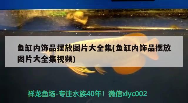 鱼缸内饰品摆放图片大全集(鱼缸内饰品摆放图片大全集视频) 大白鲨鱼苗