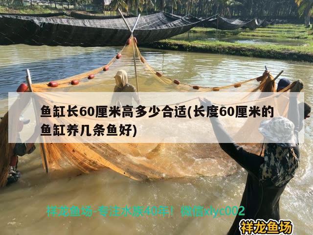 鱼缸长60厘米高多少合适(长度60厘米的鱼缸养几条鱼好)