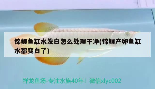 抚州水族馆草缸放哪些鱼 金龙鱼粮 第2张