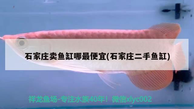 石家庄卖鱼缸哪最便宜(石家庄二手鱼缸) 广州水族批发市场