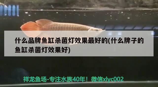 什么品牌鱼缸杀菌灯效果最好的(什么牌子的鱼缸杀菌灯效果好) 帝王血钻鱼