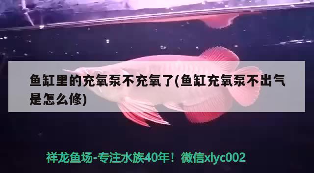 鱼缸里的充氧泵不充氧了(鱼缸充氧泵不出气是怎么修) 观赏鱼企业目录