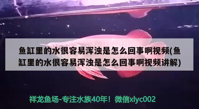 鱼缸里的水很容易浑浊是怎么回事啊视频(鱼缸里的水很容易浑浊是怎么回事啊视频讲解) 非洲金鼓鱼 第2张