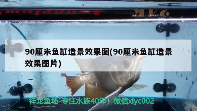 90厘米鱼缸造景效果图(90厘米鱼缸造景效果图片) 广州水族批发市场