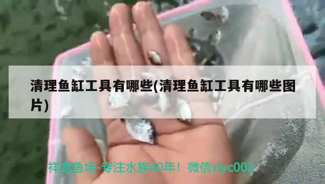 清理鱼缸工具有哪些(清理鱼缸工具有哪些图片) 热带鱼鱼苗批发