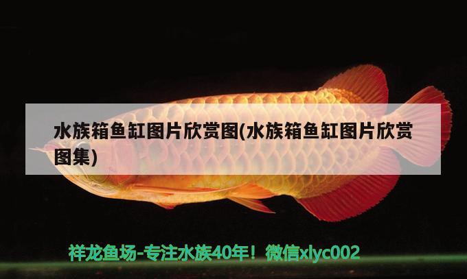 鱼缸怎么护理好一点：鱼缸怎么保持清洁 广州水族批发市场 第1张