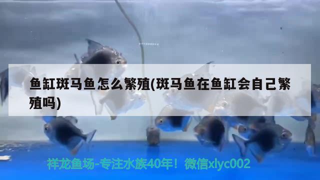 鱼缸斑马鱼怎么繁殖(斑马鱼在鱼缸会自己繁殖吗) 埃及神仙鱼