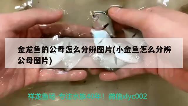 鱼缸有裂痕怎么补救：鱼缸有裂缝怎么办