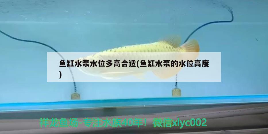 鱼缸水泵水位多高合适(鱼缸水泵的水位高度) 鱼缸水泵