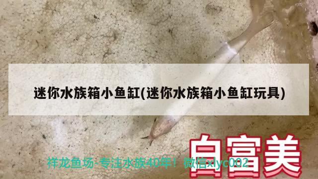 迷你水族箱小鱼缸(迷你水族箱小鱼缸玩具)