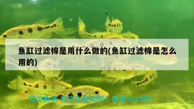 鱼缸过滤棉是用什么做的(鱼缸过滤棉是怎么用的) 黑云鱼