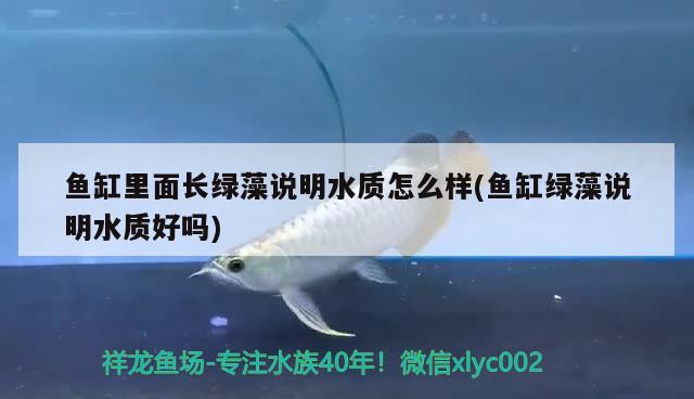 鱼缸里面长绿藻说明水质怎么样(鱼缸绿藻说明水质好吗) 印尼虎苗