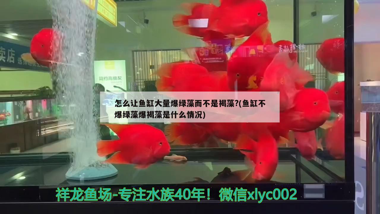 怎么让鱼缸大量爆绿藻而不是褐藻?(鱼缸不爆绿藻爆褐藻是什么情况) 巴西亚鱼