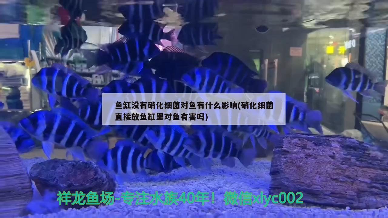 鱼缸没有硝化细菌对鱼有什么影响(硝化细菌直接放鱼缸里对鱼有害吗)