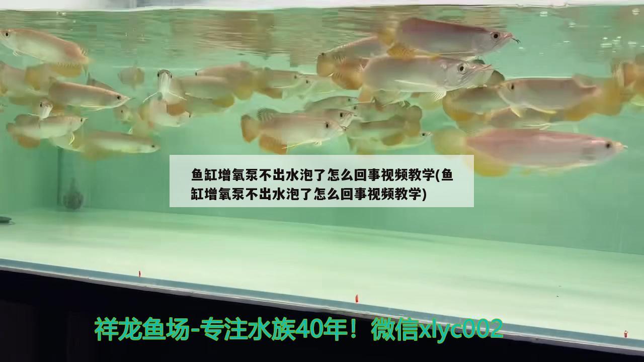 鱼缸增氧泵不出水泡了怎么回事视频教学(鱼缸增氧泵不出水泡了怎么回事视频教学)