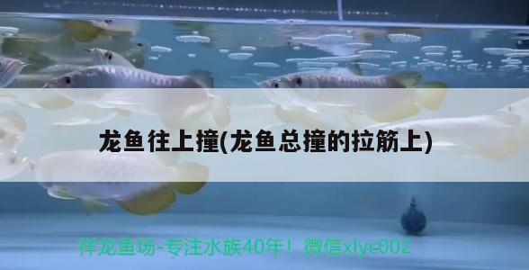 济阳县四海渔具店 全国水族馆企业名录 第2张