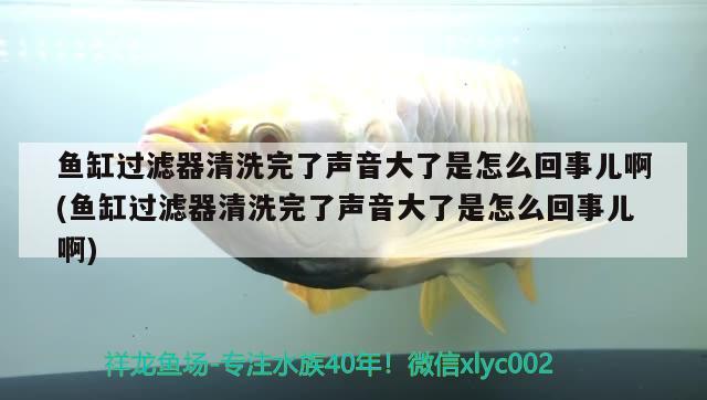 鱼缸过滤器清洗完了声音大了是怎么回事儿啊(鱼缸过滤器清洗完了声音大了是怎么回事儿啊) 喷点菠萝鱼