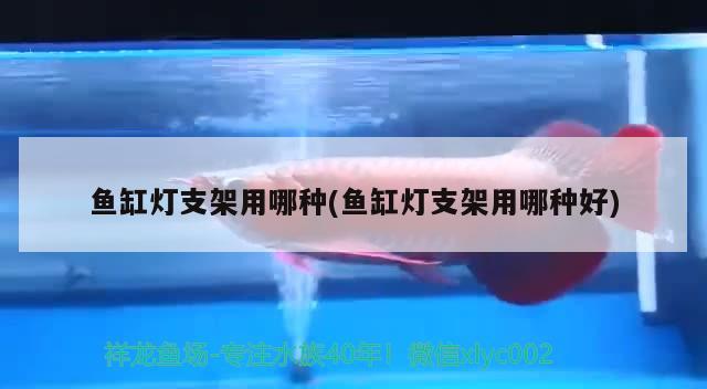 清新县三坑镇三丰观赏鱼养殖场 全国水族馆企业名录 第2张