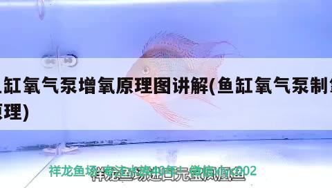 万吉红龙鱼和孟吉尔红龙鱼的区别 万吉红龙鱼和孟吉尔红龙鱼的区别是什么