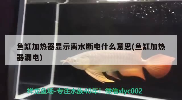 鱼缸加热器显示离水断电什么意思(鱼缸加热器漏电) 苏虎苗（苏门答腊虎鱼苗）