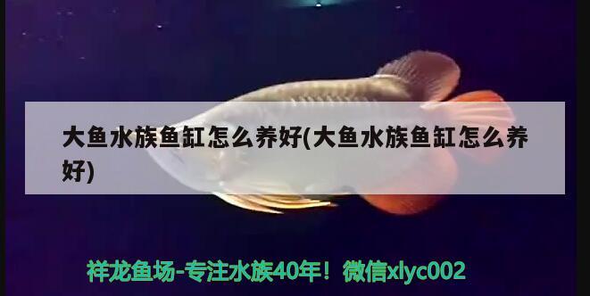 大鱼水族鱼缸怎么养好(大鱼水族鱼缸怎么养好)