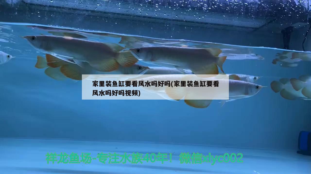 牡丹江水族批发市场在哪儿有卖鱼的（牡丹江水产品批发市场） 养鱼知识 第2张