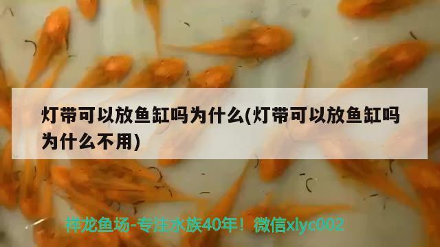 七彩神仙鱼缸大小选择图(七彩神仙鱼缸最佳尺寸)