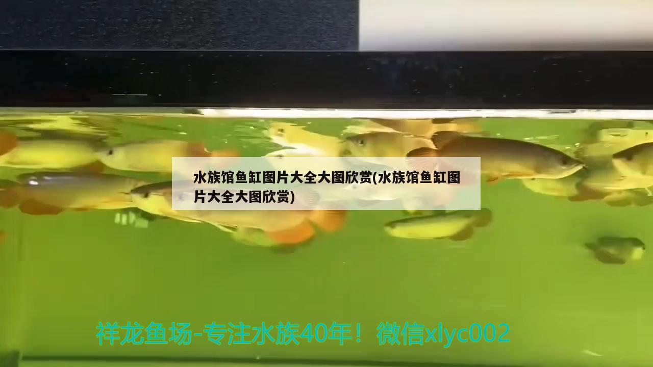 水族馆鱼缸图片大全大图欣赏(水族馆鱼缸图片大全大图欣赏) 黄金猫鱼