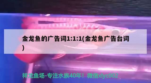 3米鱼缸养几条锦鲤最好（3米鱼缸养几条锦鲤最好呢） 鱼缸百科 第2张