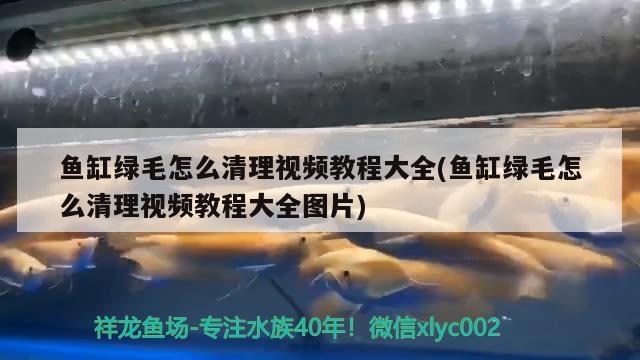 绿色的小鱼叫什么，荧光鱼怎样辨别公母