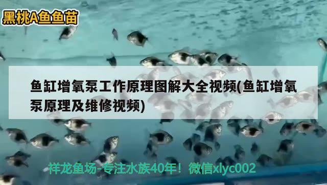 鱼缸买品牌的好还是定制的好呢：鱼缸定制推荐 水族维护服务（上门） 第2张