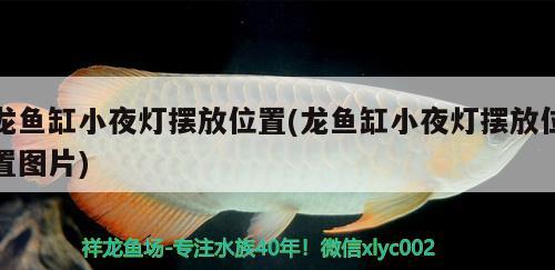 龙鱼缸小夜灯摆放位置(龙鱼缸小夜灯摆放位置图片) 元宝鲫