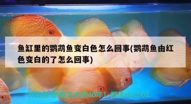 东营观赏鱼贴吧群微信 东营鱼类 白子关刀鱼 第2张