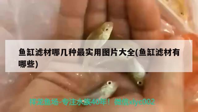 暗转完毕 观赏鱼论坛 第2张