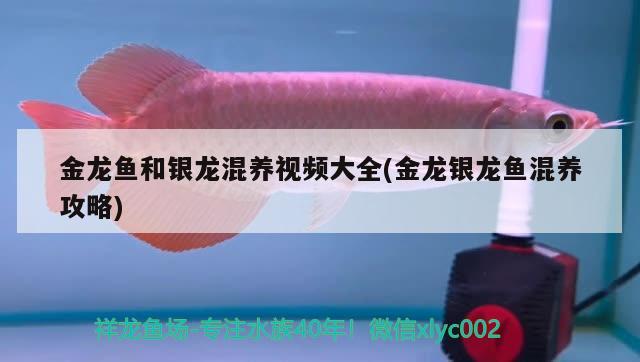 鱼店鱼缸设计图（水族馆的鱼缸为何那么干净） 2024第28届中国国际宠物水族展览会CIPS（长城宠物展2024 CIPS） 第2张